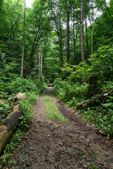 An old logging road runs along side the of the Rocky Fork River, a hiking trail through the rich...