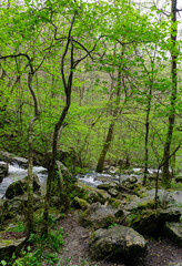 Along the Buggy Top hiking trail, a stream bordered by bright green spring foliage rushes down the South Cumberland Mountains in Tennessee. Vertical