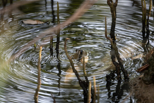 Giant mudskipper, Periophthalmodon schlosseri, known as Muddy, in sheltered tidal water, Bangpu Recreation Centre, tourist attraction in Samut Prakan