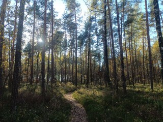 Rekyva forest during sunny autumn day. Pine and birch tree woodland. Blueberry bushes are growing in woods. Sunny day with white and gray clouds in sky. Fall season. Nature. Rekyvos miskas.