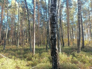 Rekyva forest during sunny autumn day. Pine and birch tree woodland. Blueberry bushes are growing in woods. Sunny day with white and gray clouds in sky. Fall season. Nature. Rekyvos miskas.