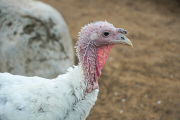 The female white royal palm turkey. Concept for World Animal Day