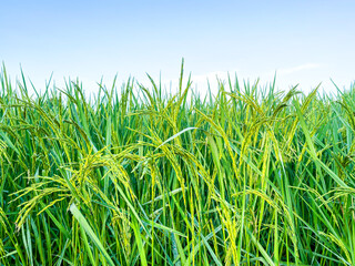 Rice in farming in blue sky background with concept plant of rice in farming background.