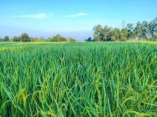 Picture of plant rice in farming in blue sky background.