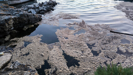 Adriatic sea in bloom-natural phenomena 