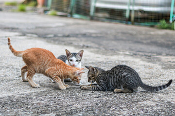 Obraz premium Three of cats sitting on cement floors looking very cute and interesting concept animals moment.