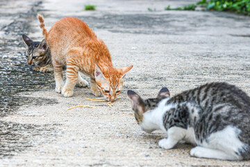 Cute little cat eating snacks, concept photos of moments animals.