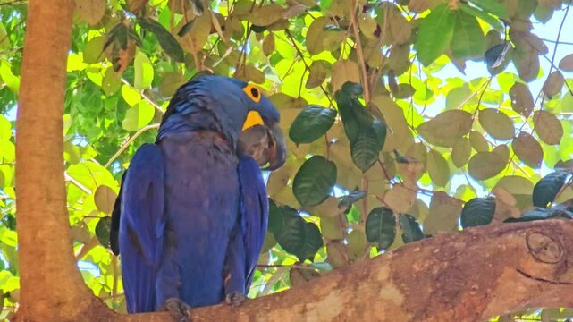 The Hyacinth Macaw in the wild Pantanal, Brazil. This rare and vibrant bird thrives in tropical forests, showcasing its beauty and symbolizing the unique nature of the region.