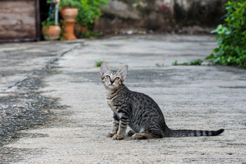 Obraz premium Photos of small cat sitting on cement floor in moments animal concept.