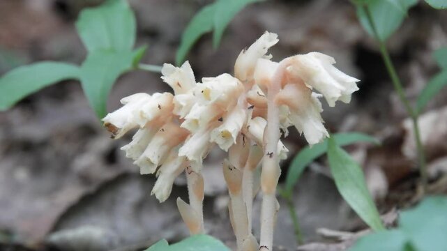 [4K] Rare Pinesap (Monotropa hypopitys) on Forest Floor: Mysterious Ghost Plant in Aomori Mountains, Japan 【4K】深山に咲くシャクジョウソウ：葉緑素を持たない神秘的な菌従属栄養植物と、暗い森の林床風景素材 撮影日：20240822-1
