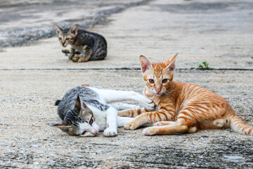 Threes cats playing together on the cement floor in concept photo of moment animals.