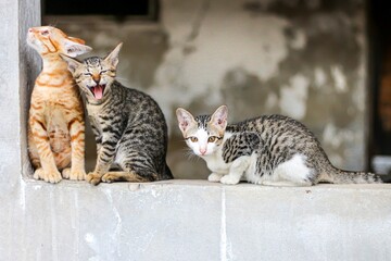 The picture of two cat sitting on wall looking cute. Concept photo of animal life.