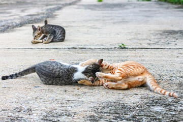 Small cat walk on cement floor.