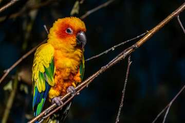 Sunny aratinga parrot on a branch in close-up.