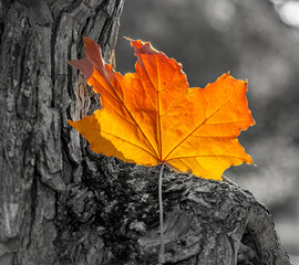 A yellow autumn leaf near the trunk of a tree in close-up.
