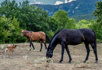 Horses graze in a clearing in the forest on a summer day.