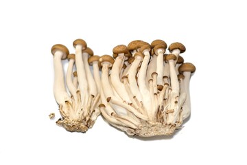 Pictures of mushrooms put on white background with isolated concept style.