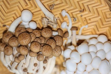 Pictures of mushrooms put on bamboo plates in national photo concept.