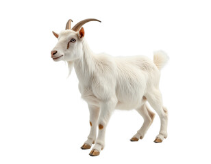 Obraz premium Goat isolated. Young goat on a white background. AI generative image.