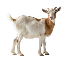 Obraz premium Goat isolated. Young goat on a white background. AI generative image.