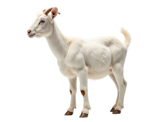 Fototapeta premium Goat isolated. Young goat on a white background. AI generative image.