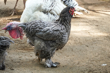 Close-up photo of Cochin chicken in a breeding farm poultry. Concept for World Animal Day