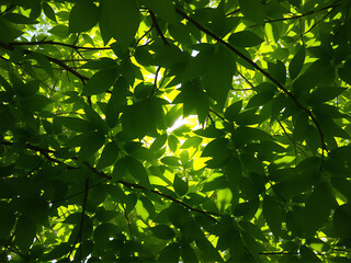 Obraz premium Sunlight filters through the lush green leaves of a tree, creating a serene and tranquil natural scene.