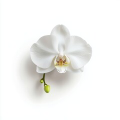 Fototapeta premium Exquisite White Orchid Flower Blooming in Minimalist Studio Setting