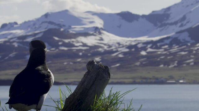 Puffin perched on a rock next to a log overlooking a stunning snowy mountain landscape at the Icelandic coast during the early morning