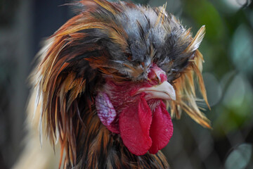 Close-up photo of Male polish chicken face head. Concept for World Animal Day