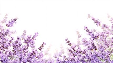 Naklejka premium A border of purple lavender flowers on a white background with room for text. Generative ai