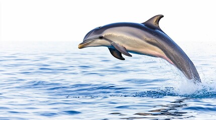 Fototapeta premium A dolphin leaps gracefully above the ocean surface, showcasing its sleek body and dynamic movement in a vibrant blue environment.