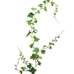 Climbing Ivy Vine: Lush Green Foliage