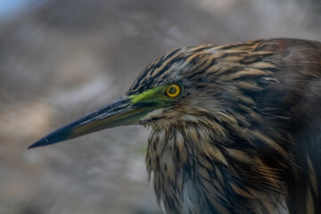 A striking close-up of an Indian Pond Heron, showcasing its sharp yellow eyes and slender black beak.
