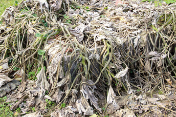 Diseased plants withering under the influence of cold