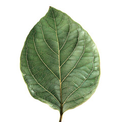Single Persimmon Leaf Detail 