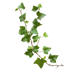 Ivy Vine: A vibrant green ivy vine, with its delicate leaves and intricate branches, gracefully extends across the frame.