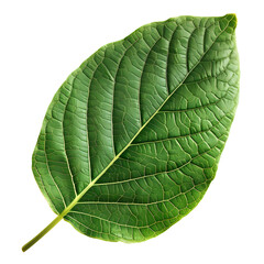 Vibrant Green Leaf: Close-up of a single, lush green leaf, showcasing intricate vein details against a clean backdrop. Perfect for botanical illustrations, nature designs, or eco-friendly branding. 
