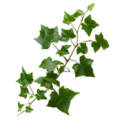 Ivy Branch Sprig: Lush green ivy leaves and stems, perfect for adding a touch of nature to your designs.