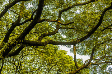 Canopy of Green: A Lush Treetop View

