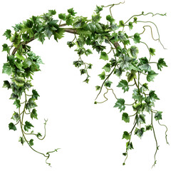 Ivy Garland Archway: Lush green ivy elegantly arranged in an archway shape, perfect for adding a touch of nature to your designs.  