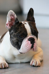 콘도 수영장에서 만난 귀여운 프렌치불독
