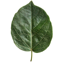 Serene Green Leaf: Close-up of a single, vibrant green leaf with intricate vein details, showcasing the beauty of nature's design.