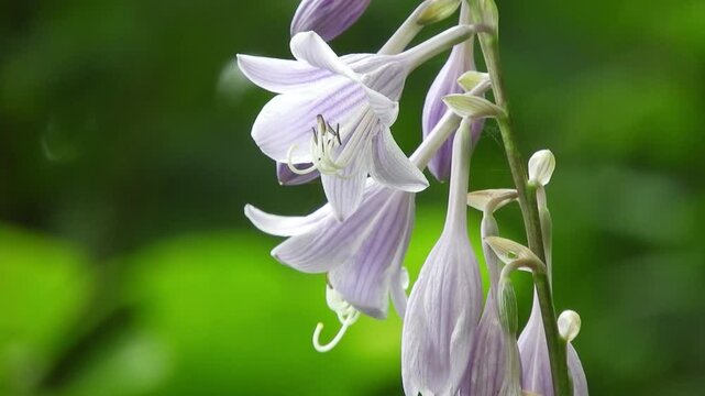 [4K] Hosta rectifolia (Tachigiboushi) Blooming at Forest Edge: Pale Purple Flowers in Early Autumn, Japan 【4K】深山の林縁に咲くタチギボウシ：初秋の八甲田で風に揺れる淡紫色の花と、静謐な森の風景素材 撮影日：20240824-1