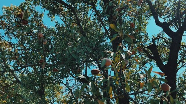 An almond tree hung with ripening green nuts against a sunny sky. Unripe green almonds hanging from the branches on a sunny day. Fresh green almond fruits on a tree, through the sun's rays. 4К