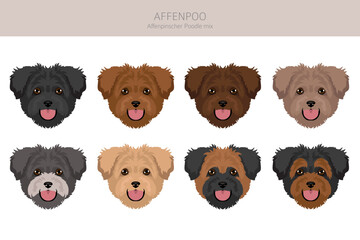 Affenpoo clipart. Affenpinscher Poodle mix. Different coat colors set.  Vector illustration