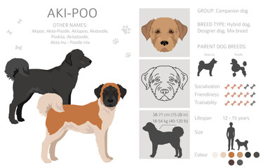 Akita Poodle mix. Aki Poo clipart. Different coat colors set.  Vector illustration