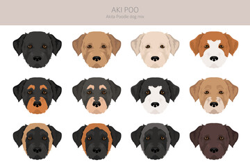 Obraz premium Akita Poodle mix. Aki Poo clipart. Different coat colors set. Vector illustration