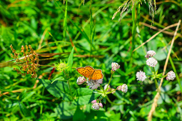 Fauna and flora of the Bieszczady National Park.