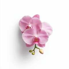 Soft and Delicate Pink Orchid Blossom in Close Up Photo